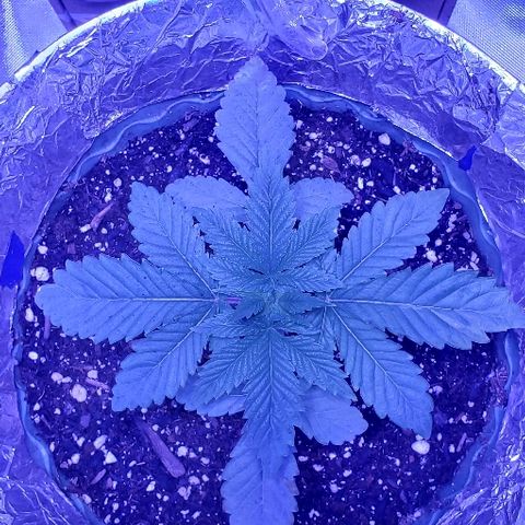 Anniversarweed growlog timeline photo