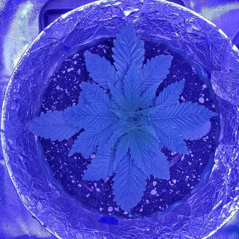 Anniversarweed growlog timeline photo