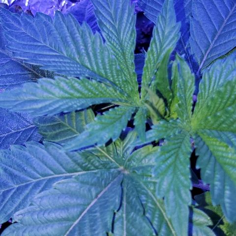 Anniversarweed growlog timeline photo