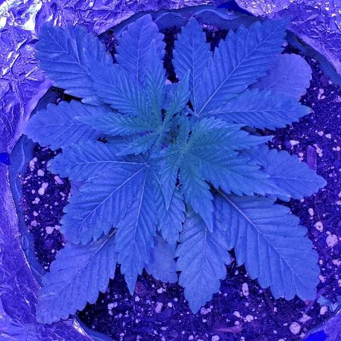 Anniversarweed growlog timeline photo