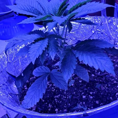 Anniversarweed growlog timeline photo