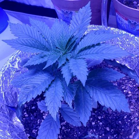 Anniversarweed growlog timeline photo