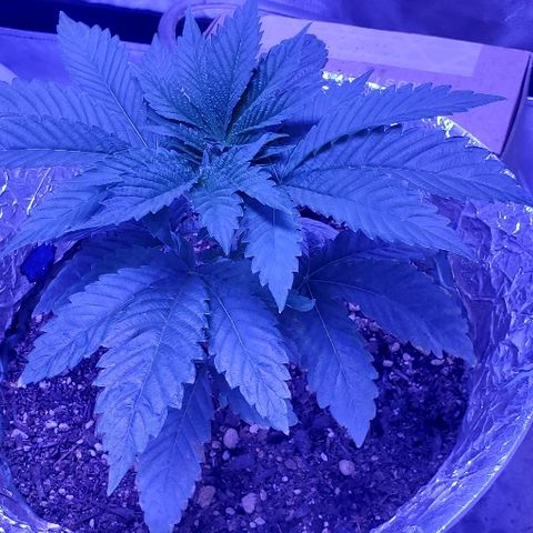 Anniversarweed growlog timeline photo