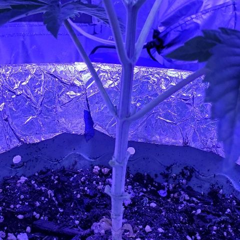Anniversarweed growlog timeline photo