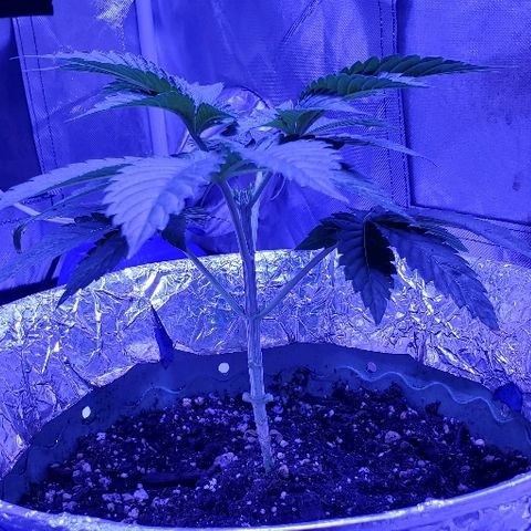 Anniversarweed growlog timeline photo