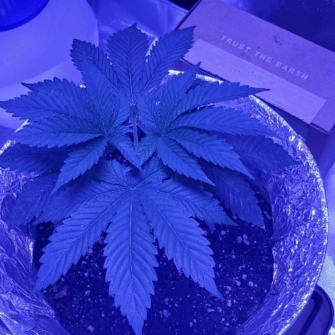 Anniversarweed growlog timeline photo