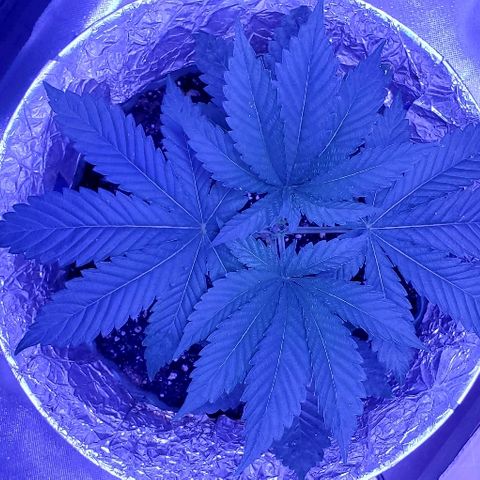 Anniversarweed growlog timeline photo