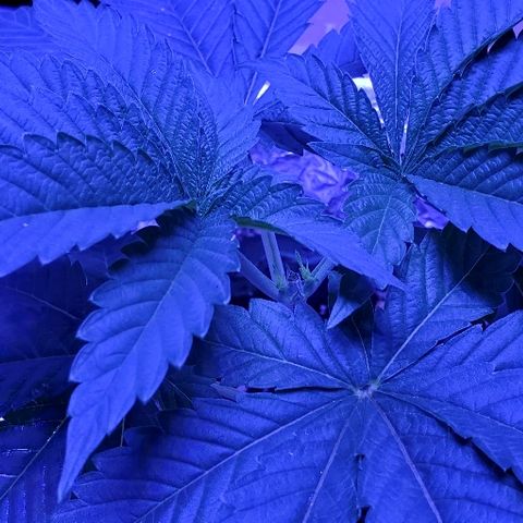 Anniversarweed growlog timeline photo