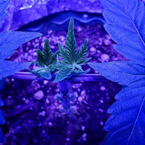 Anniversarweed growlog timeline photo