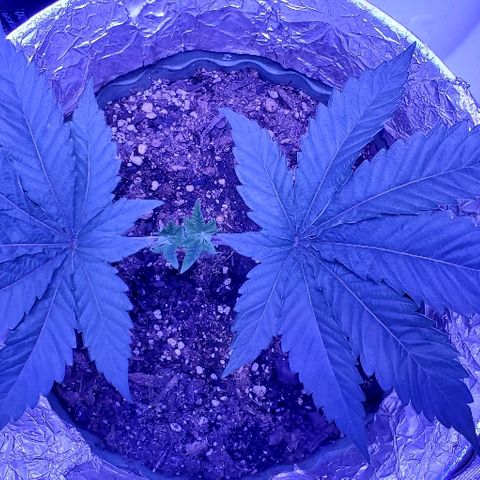 Anniversarweed growlog timeline photo