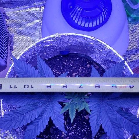 Anniversarweed growlog timeline photo