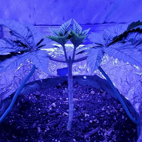 Anniversarweed growlog timeline photo