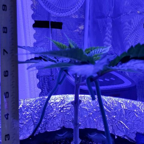 Anniversarweed growlog timeline photo