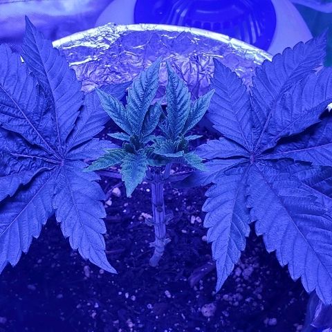 Anniversarweed growlog timeline photo