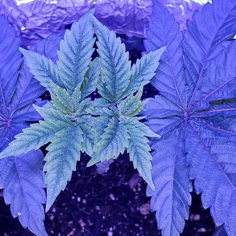 Anniversarweed growlog timeline photo