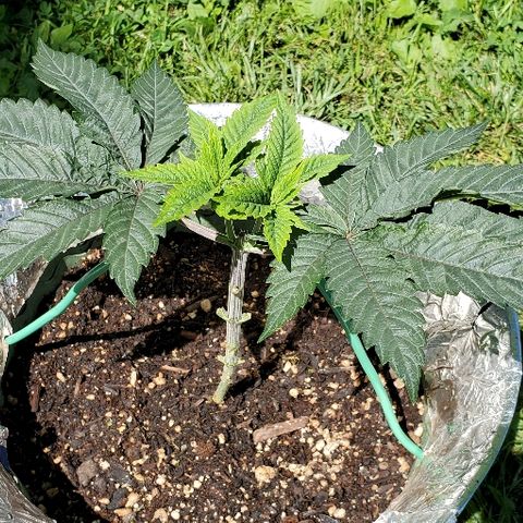 Anniversarweed growlog timeline photo
