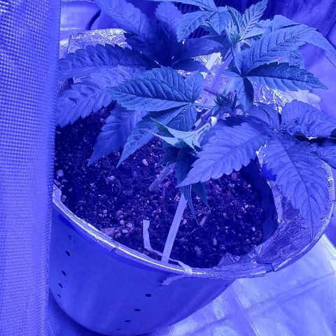 Anniversarweed growlog timeline photo