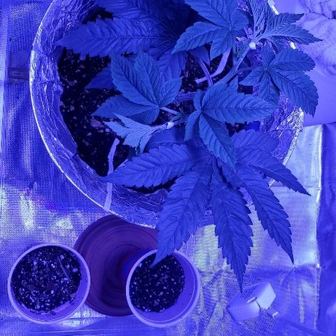 Anniversarweed growlog timeline photo
