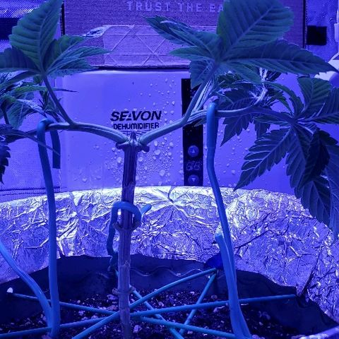 Anniversarweed growlog timeline photo