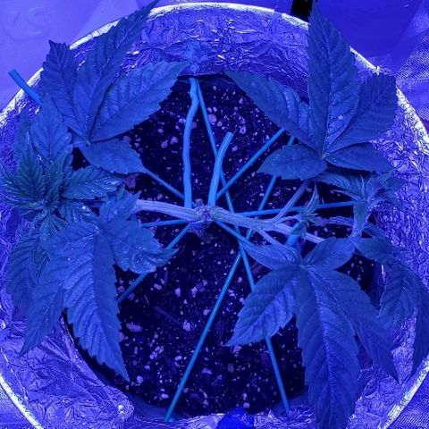 Anniversarweed growlog timeline photo