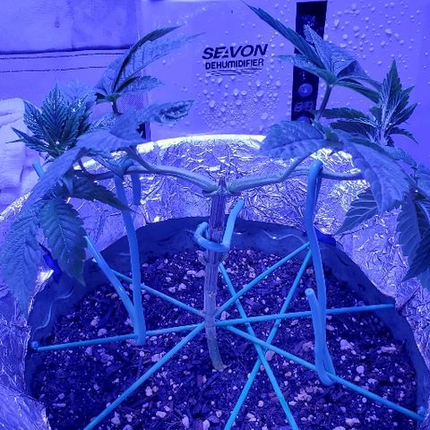 Anniversarweed growlog timeline photo
