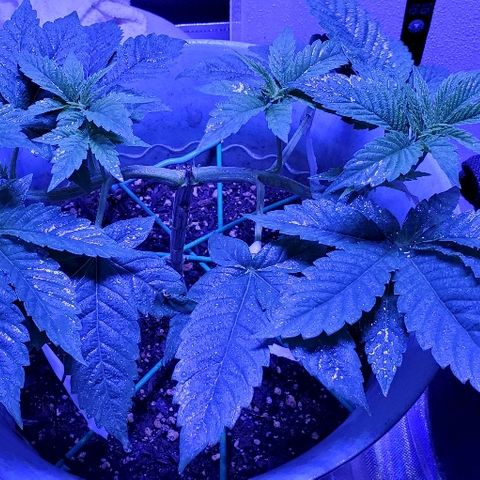 Anniversarweed growlog timeline photo