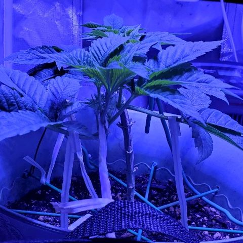 Anniversarweed growlog timeline photo