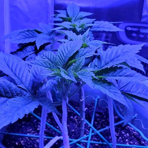 Anniversarweed growlog timeline photo