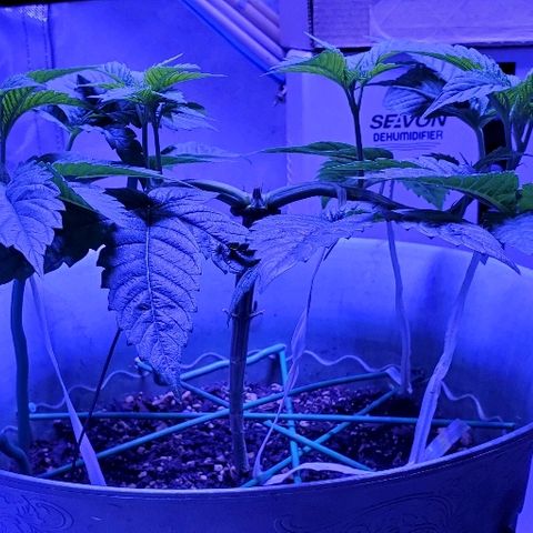 Anniversarweed growlog timeline photo