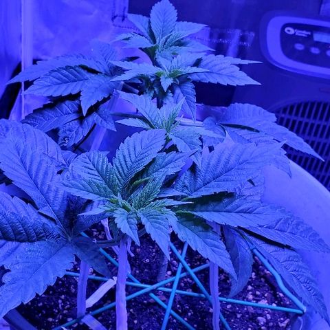 Anniversarweed growlog timeline photo