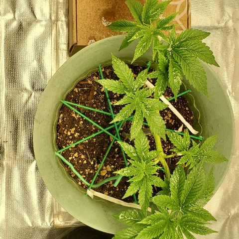 Anniversarweed growlog timeline photo
