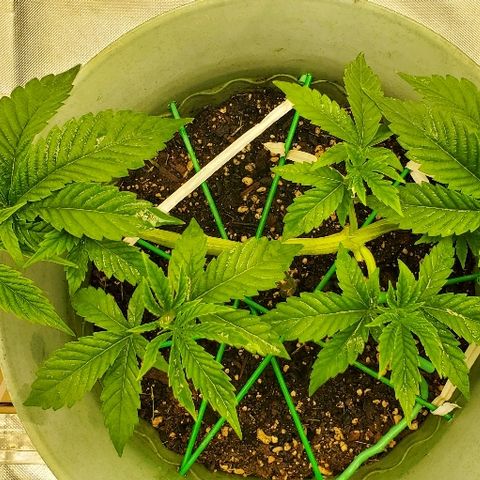 Anniversarweed growlog timeline photo