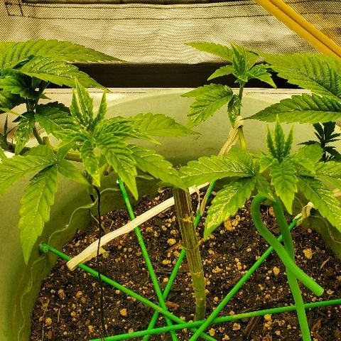Anniversarweed growlog timeline photo