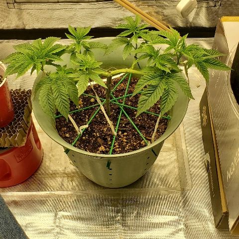 Anniversarweed growlog timeline photo