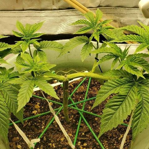 Anniversarweed growlog timeline photo