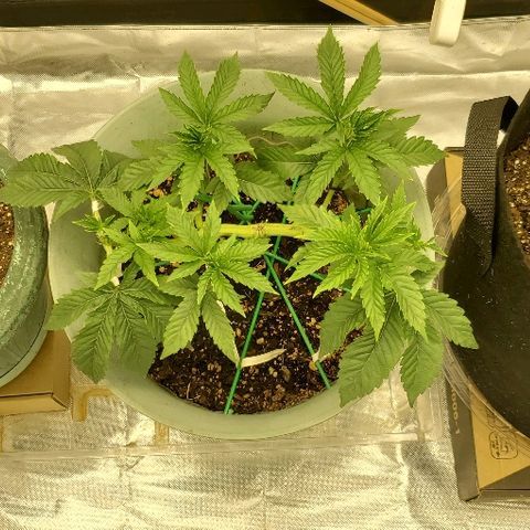 Anniversarweed growlog timeline photo