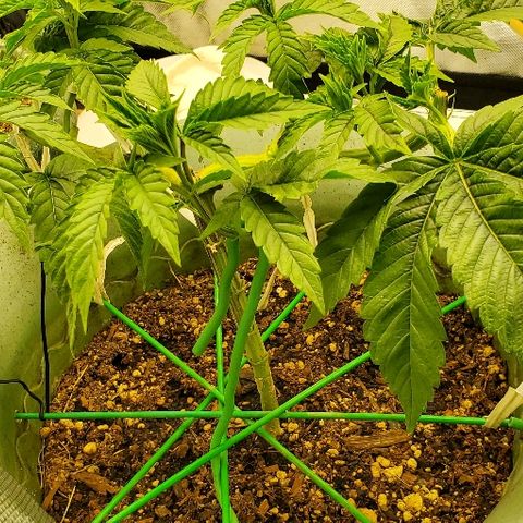 Anniversarweed growlog timeline photo