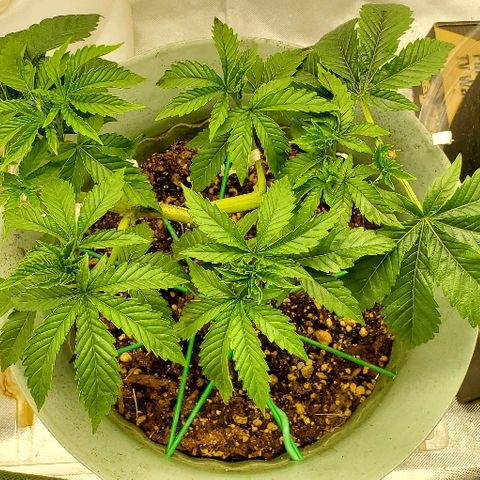 Anniversarweed growlog timeline photo