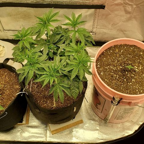 Anniversarweed growlog timeline photo