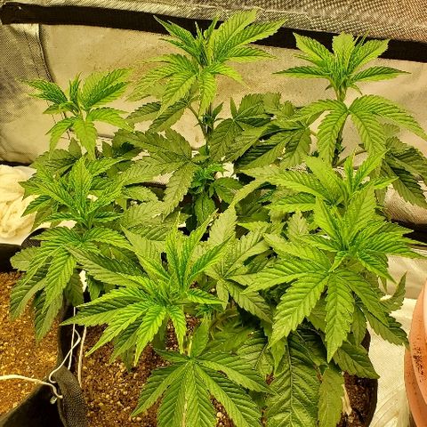 Anniversarweed growlog timeline photo
