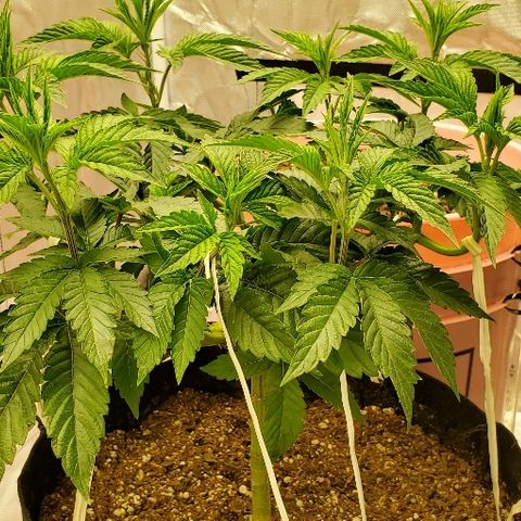 Anniversarweed growlog timeline photo