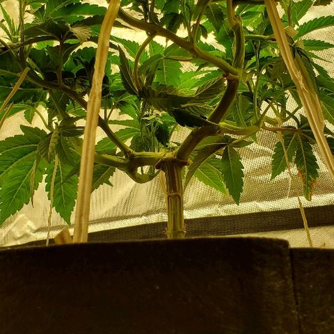 Anniversarweed growlog timeline photo