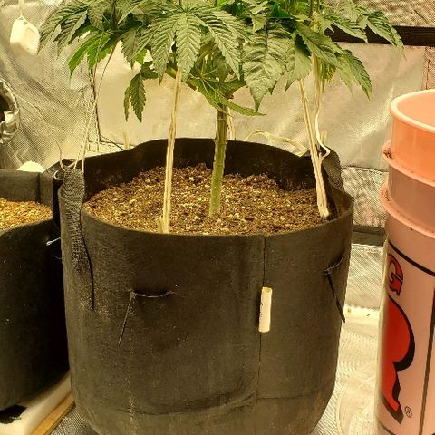 Anniversarweed growlog timeline photo