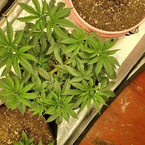 Anniversarweed growlog timeline photo
