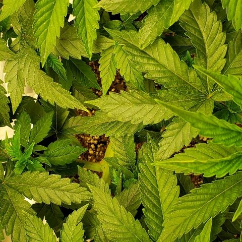 Anniversarweed growlog timeline photo