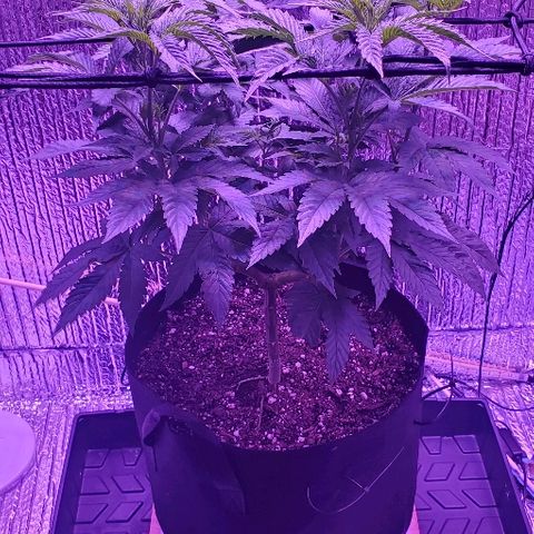 Anniversarweed growlog timeline photo