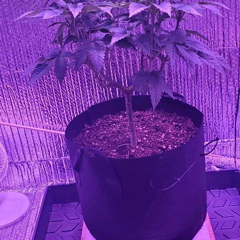 Anniversarweed growlog timeline photo