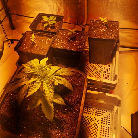 Gruut growlog timeline photo