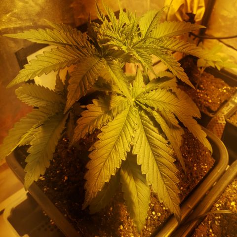 Gruut growlog timeline photo