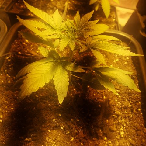 Gruut growlog timeline photo